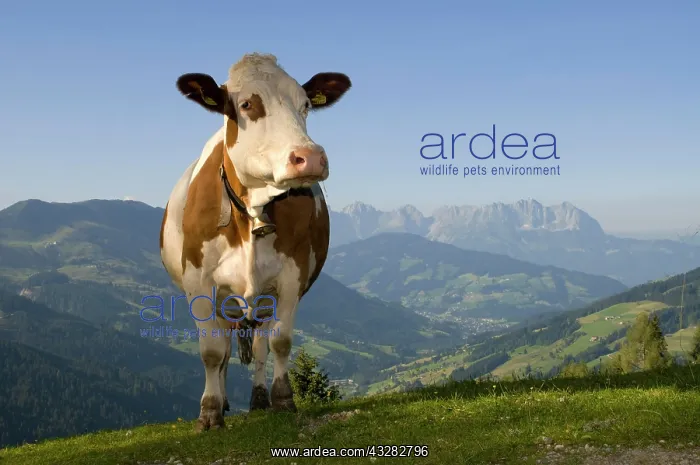 : Cow on alpine pasture, Hirzegg alpine pasture, Spertental : Cow on alpine pasture, Hirzegg alpine pasture, Spertental