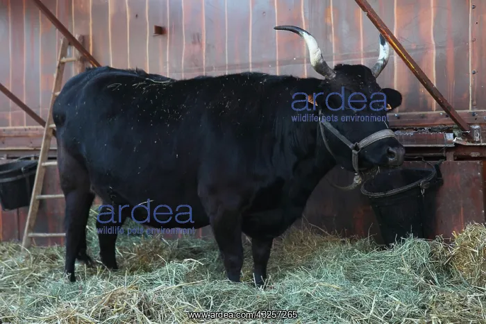: Cow barn in a petting zoo - France : Cow barn in a petting zoo - France