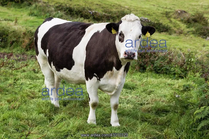 : Cow on the Beara Peninsula, Cork, Ireland, Europe : Cow on the Beara Peninsula, Cork, Ireland, Europe