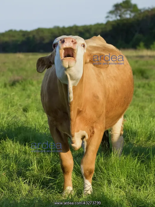 : Cow bellowing on grazing marsh - Norfolk UK : Cow bellowing on grazing marsh - Norfolk UK