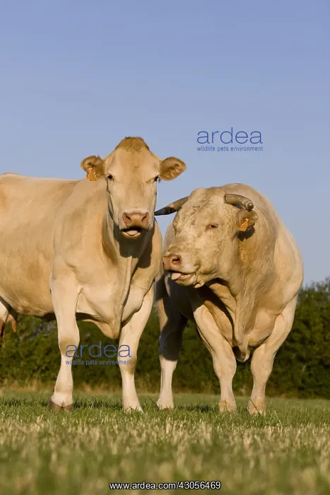: Cow and blond d'Aquitaine bull in the meadow : Cow and blond d'Aquitaine bull in the meadow