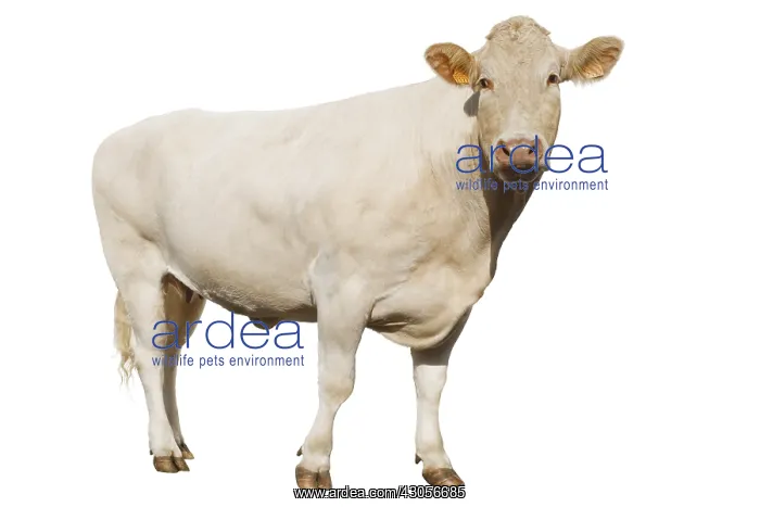 : A Cow Blonde d'Aquitaine : A Cow Blonde d'Aquitaine