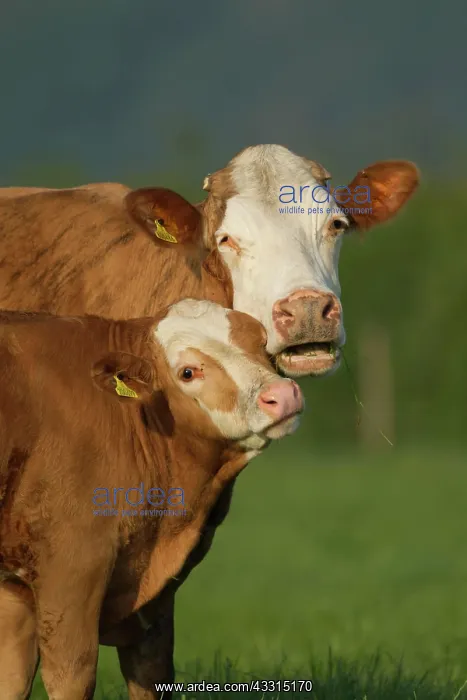 : Cow (Bos taurus) adult animal and juvenile calf : Cow (Bos taurus) adult animal and juvenile calf
