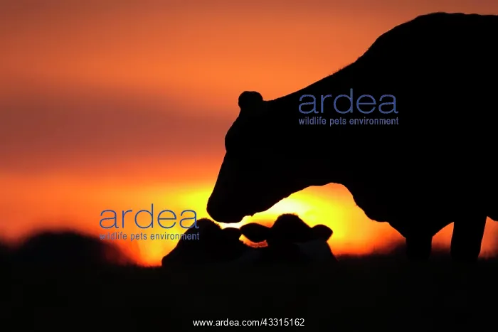 : Cow (Bos taurus) adult animal and two juvenile calves : Cow (Bos taurus) adult animal and two juvenile calves