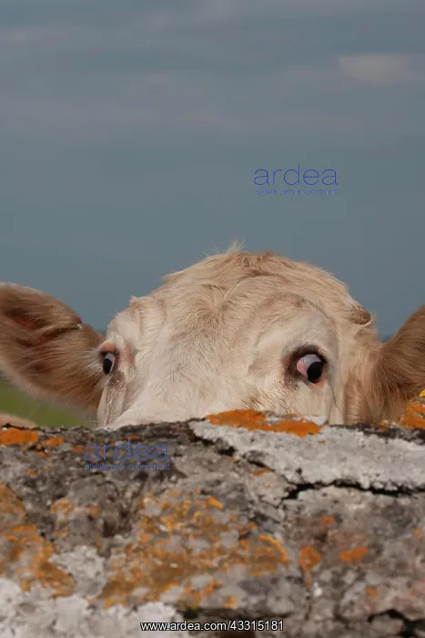 : Cow (Bos taurus) adult animal looking over a stone : Cow (Bos taurus) adult animal looking over a stone