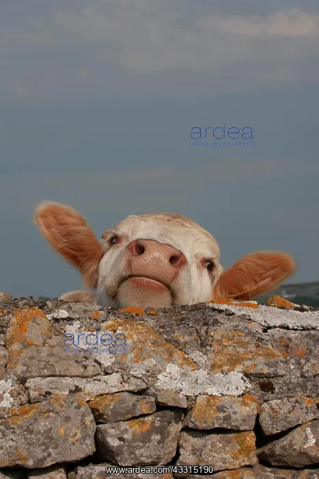 : Cow (Bos taurus) adult animal looking over a stone : Cow (Bos taurus) adult animal looking over a stone