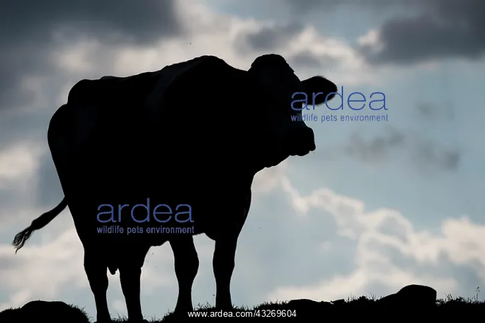 : Cow (Bos taurus) on meadow in backlight at sunset : Cow (Bos taurus) on meadow in backlight at sunset