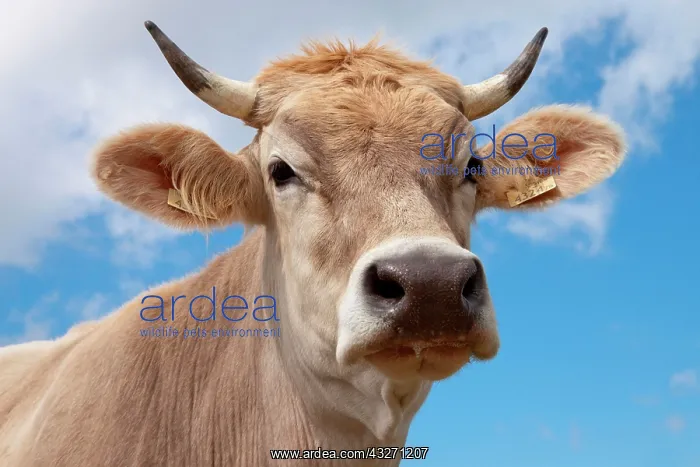 : Cow (Bos taurus primigenius) : Cow (Bos taurus primigenius)