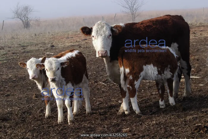  : Cows. A cow (Bos taurus) of the white face breed with three calves
