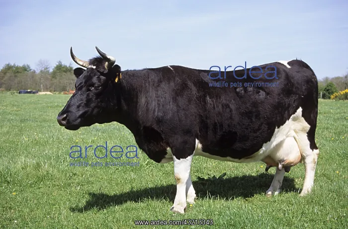: Cow Bretonne Pie Noire in a meadow Britain France : Cow Bretonne Pie Noire in a meadow Britain France