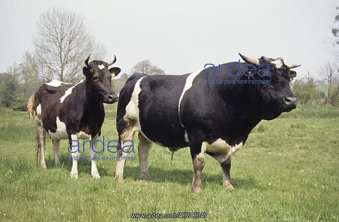 : Cow and bull Bretonne Pie Noire in a meadow Britain France : Cow and bull Bretonne Pie Noire in a meadow Britain France