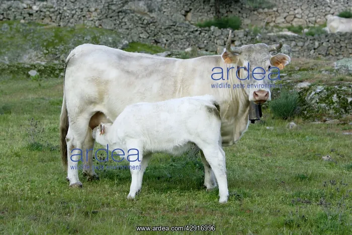  : Cow with calf