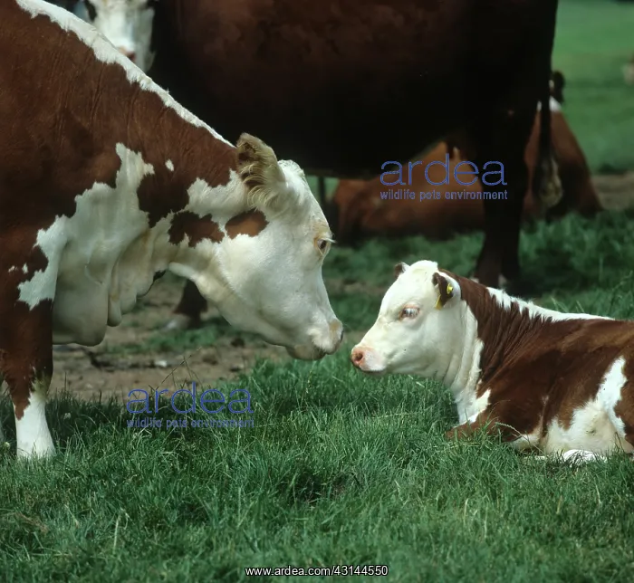 : Cow and calf : Cow and calf