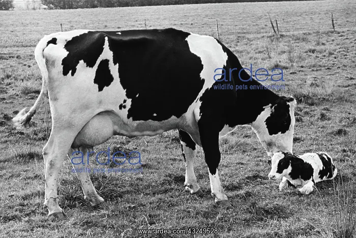 : Cow and Calf : Cow and Calf
