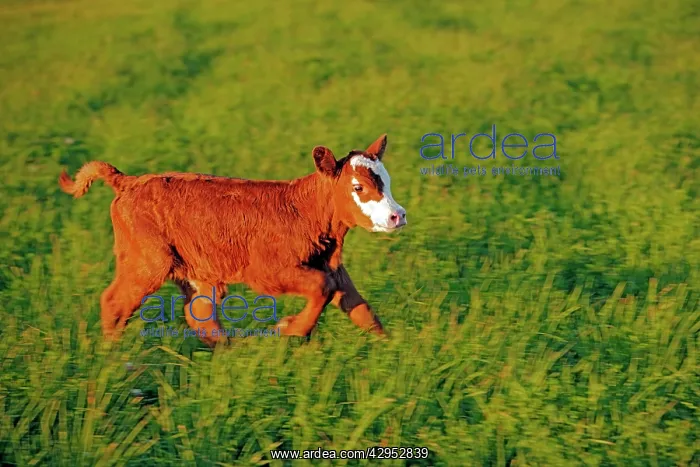 : Cow Calf Angus Hereford cross running in meadow : Cow Calf Angus Hereford cross running in meadow