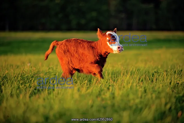 : Cow Calf Angus Hereford cross running in meadow, portrait : Cow Calf Angus Hereford cross running in meadow, portrait
