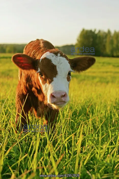: Cow Calf Angus Hereford cross standing in meadow : Cow Calf Angus Hereford cross standing in meadow