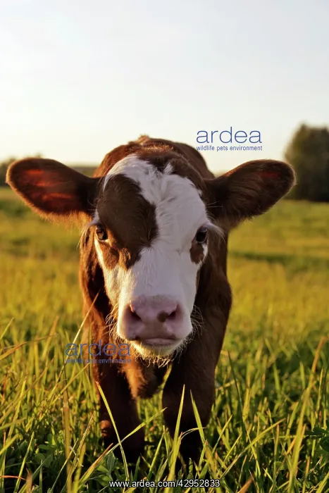 : Cow Calf Angus Hereford cross standing in meadow : Cow Calf Angus Hereford cross standing in meadow
