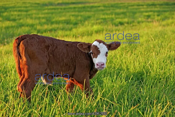 : Cow / Calf - Angus Hereford cross standing in meadow : Cow / Calf - Angus Hereford cross standing in meadow