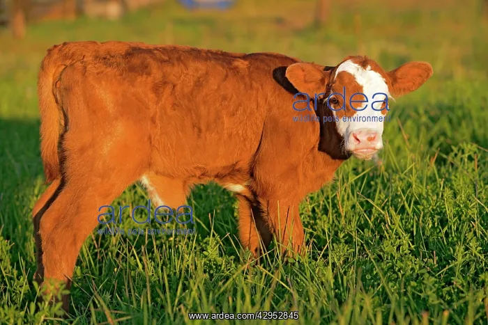 : Cow Calf Angus Hereford cross staninding in meadow : Cow Calf Angus Hereford cross staninding in meadow