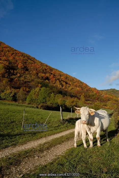 : Cow and calf in autumn roadside France : Cow and calf in autumn roadside France