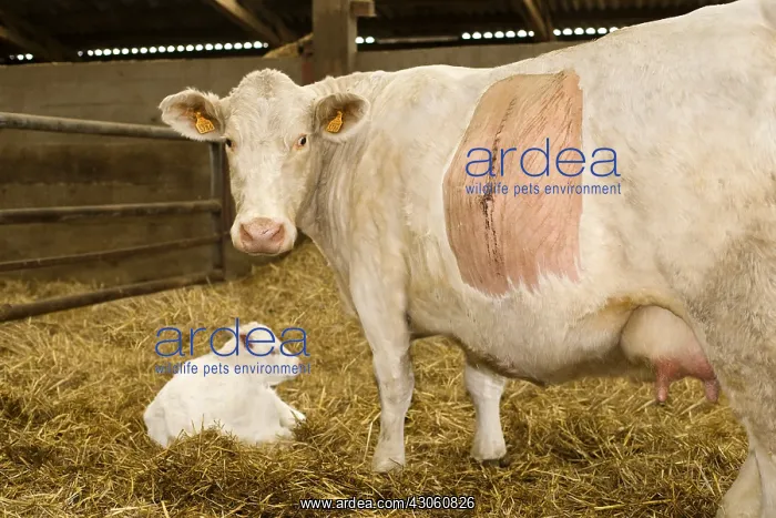 : Cow with its calf after a caesarean France : Cow with its calf after a caesarean France