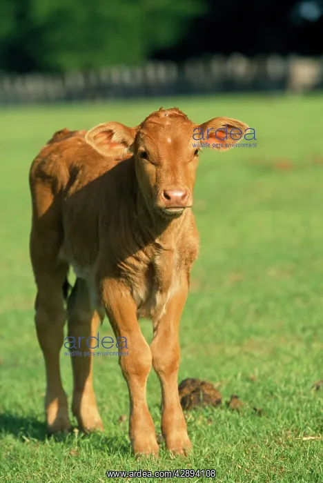  : COW - calf in field