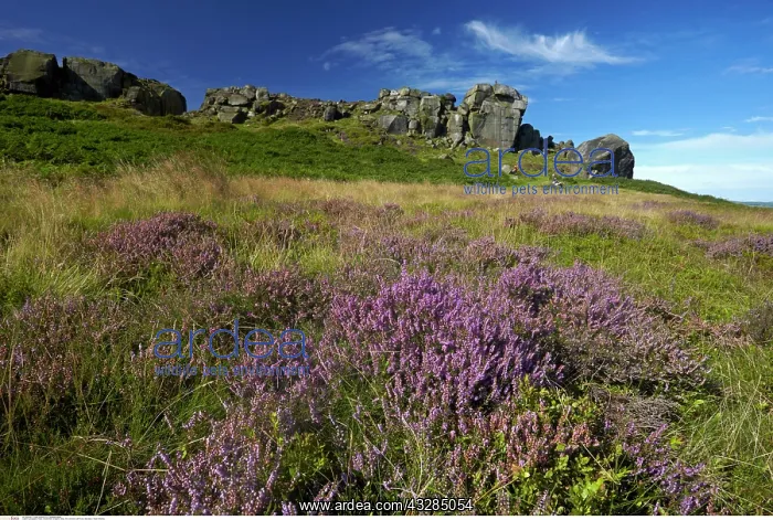 : The Cow and Calf Rocks, Ilkley Moor, West Yorkshire : The Cow and Calf Rocks, Ilkley Moor, West Yorkshire