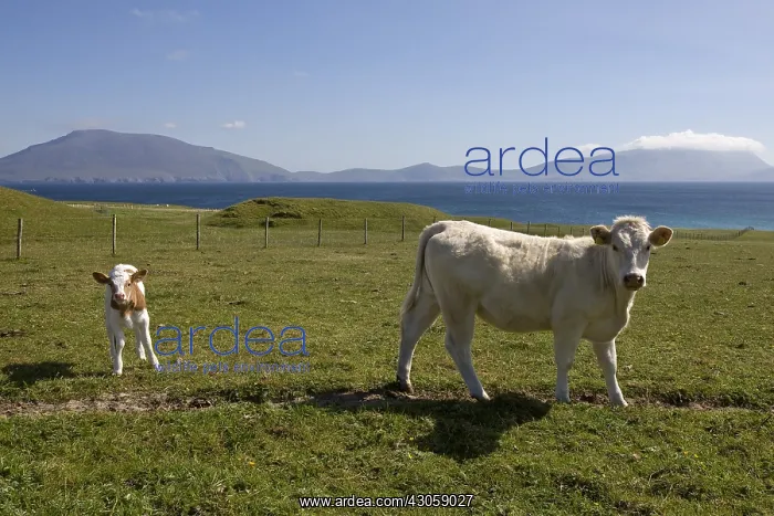 : Cow and calf in the sea in Ireland : Cow and calf in the sea in Ireland