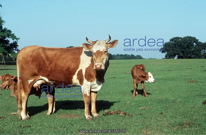 : COW & CALVES : COW & CALVES