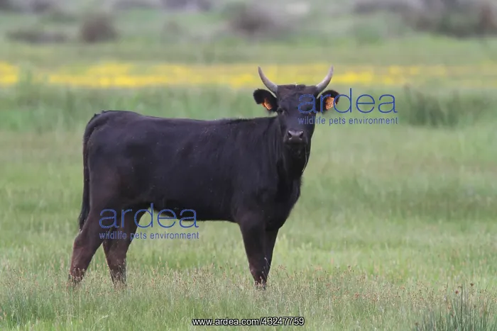  : Cow Camargue in meadow - France