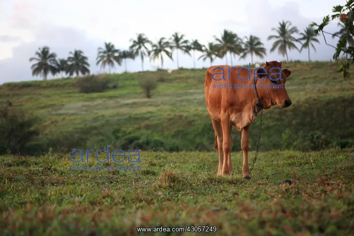 : Cow chained in a field with palm Bay Mahault : Cow chained in a field with palm Bay Mahault