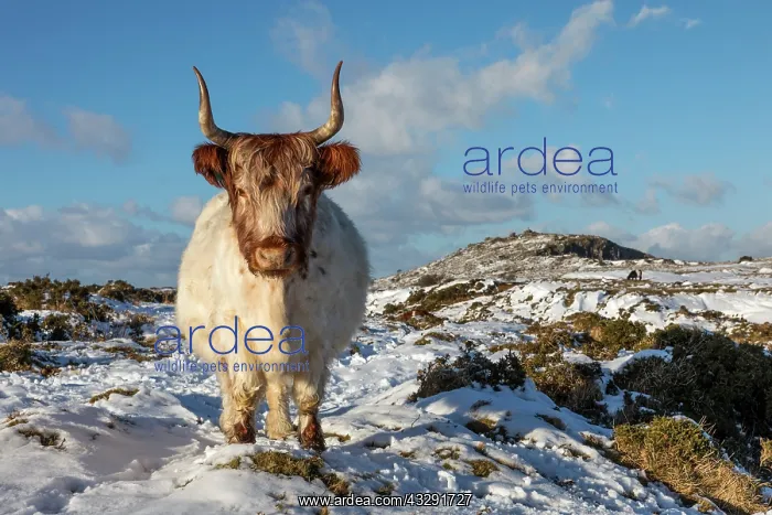 : Cow - Cheesewring - Snow - Cornwall - UK : Cow - Cheesewring - Snow - Cornwall - UK