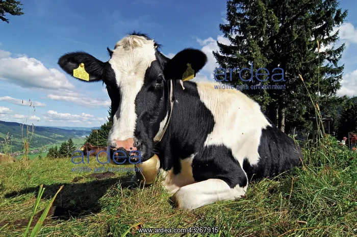 : Cow chewing on a cud on a pasture, Oberstaufen on : Cow chewing on a cud on a pasture, Oberstaufen on