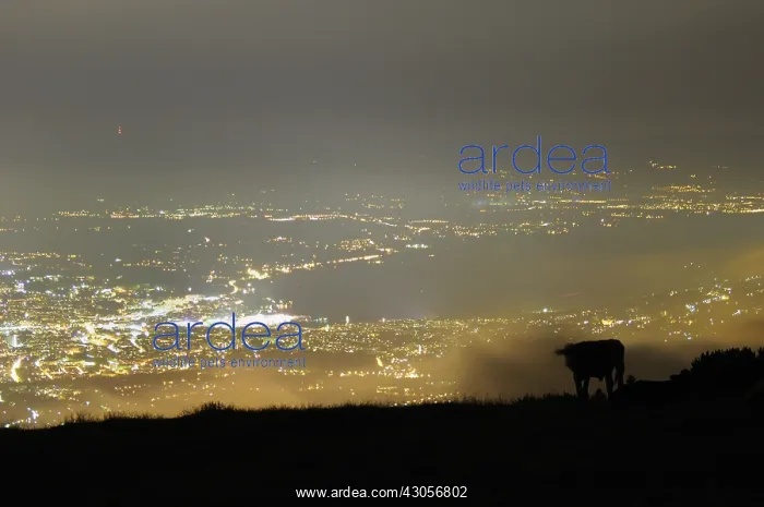 : Cow contemplating Geneva from Mount Saleve France : Cow contemplating Geneva from Mount Saleve France