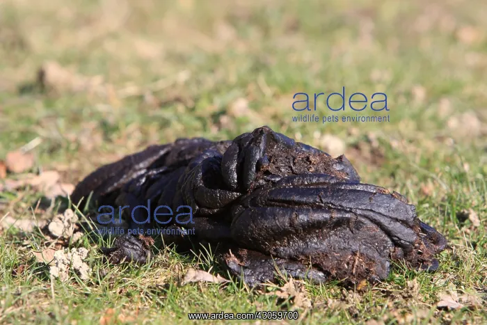 : Cow dung in a meadow : Cow dung in a meadow