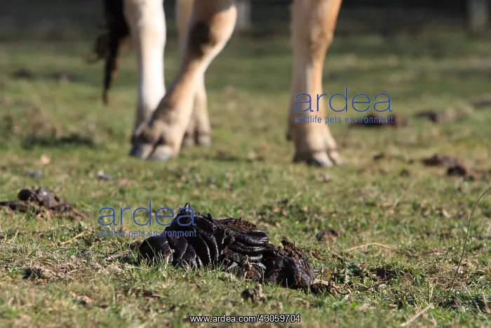 : Cow dung in a meadow : Cow dung in a meadow