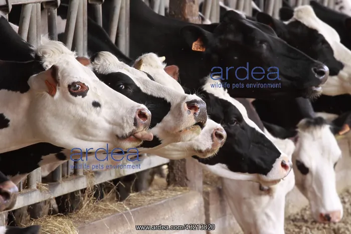 : Cow eating in a cow-shed : Cow eating in a cow-shed
