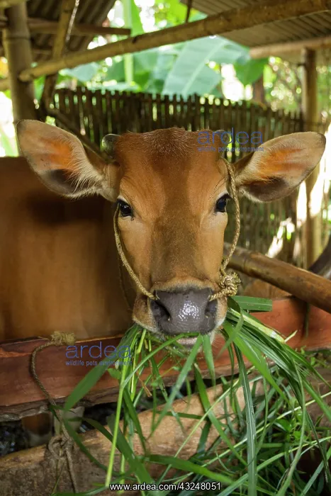 : Cow eating grass from Gunung Rinjani NP - Indonesia : Cow eating grass from Gunung Rinjani NP - Indonesia