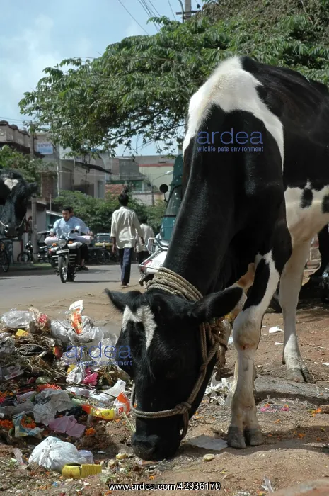: Cow eating plastic rubbish in an Indian street : Cow eating plastic rubbish in an Indian street