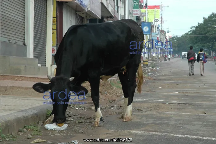 : Cow eating plastic rubbish in an Indian street : Cow eating plastic rubbish in an Indian street
