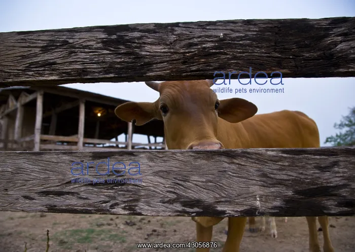 : Cow in enlosure in Pantanal Brazil : Cow in enlosure in Pantanal Brazil