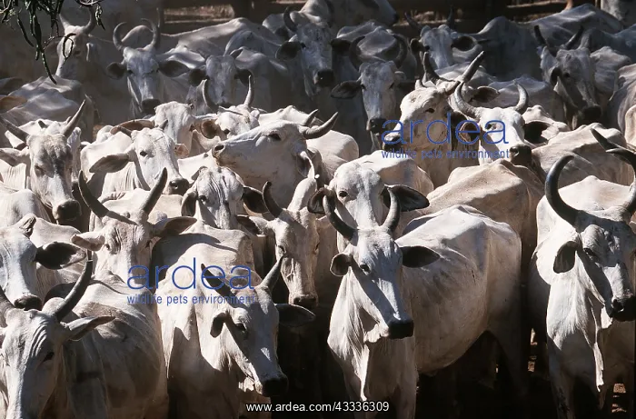 : Cow farming - Nelore Indian cross : Cow farming - Nelore Indian cross