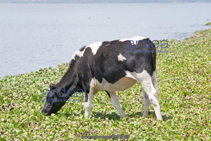  : Cow feeding on water hyacinth