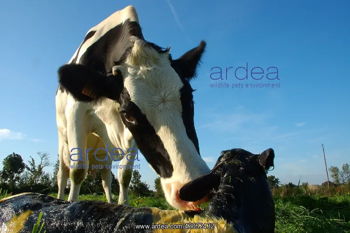 : Cow felt his new-born calf in the meadow : Cow felt his new-born calf in the meadow