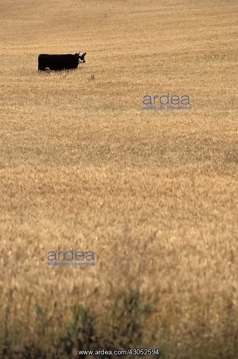 : Cow in a field of grain Badlands Alberta Canada : Cow in a field of grain Badlands Alberta Canada