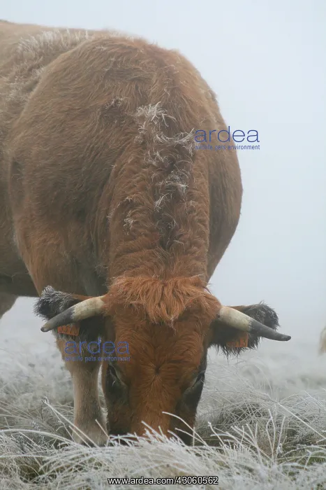 : Cow during the first frost Aubrac in Lozere France : Cow during the first frost Aubrac in Lozere France