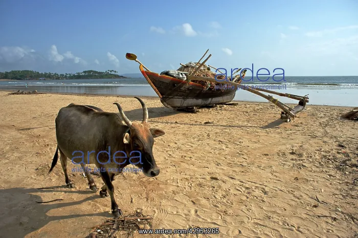 : Cow and Fishing Boat on beach : Cow and Fishing Boat on beach
