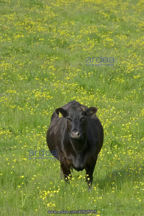 : Cow - in flower meadow : Cow - in flower meadow