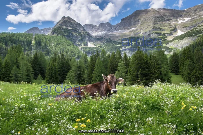 : Cow in flower meadow, Wurzeralm, Warscheneck, Upper : Cow in flower meadow, Wurzeralm, Warscheneck, Upper